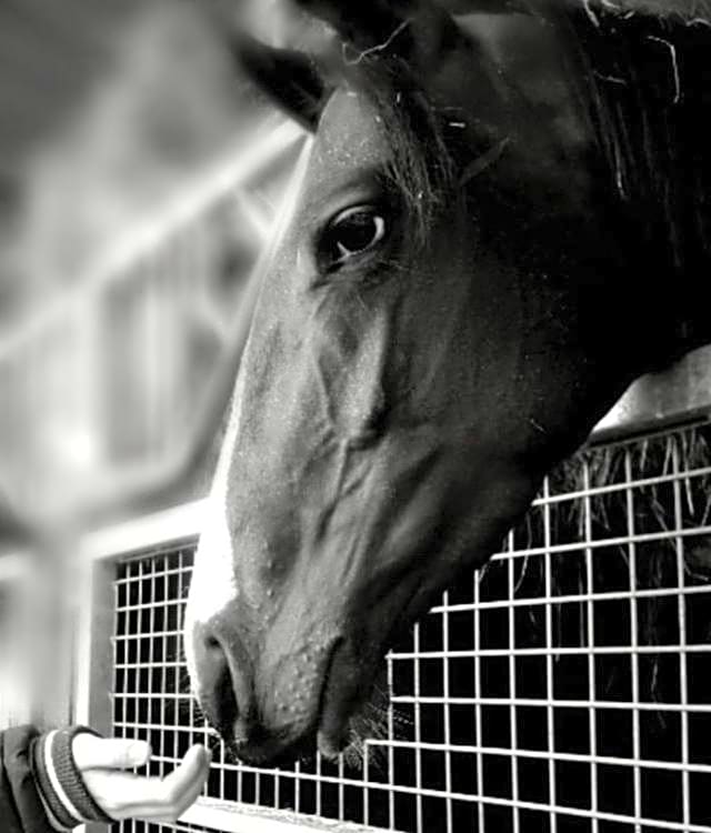 B&B Haras de la Cour Fleury