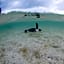 Heron Island