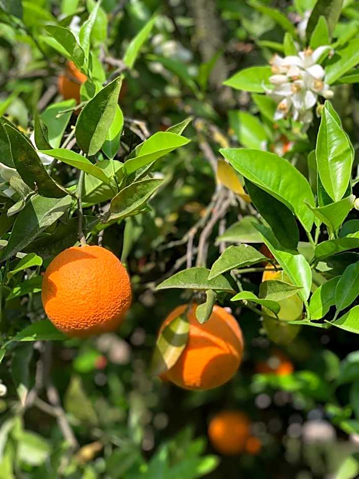Alaçatı Barbarossa Hotel