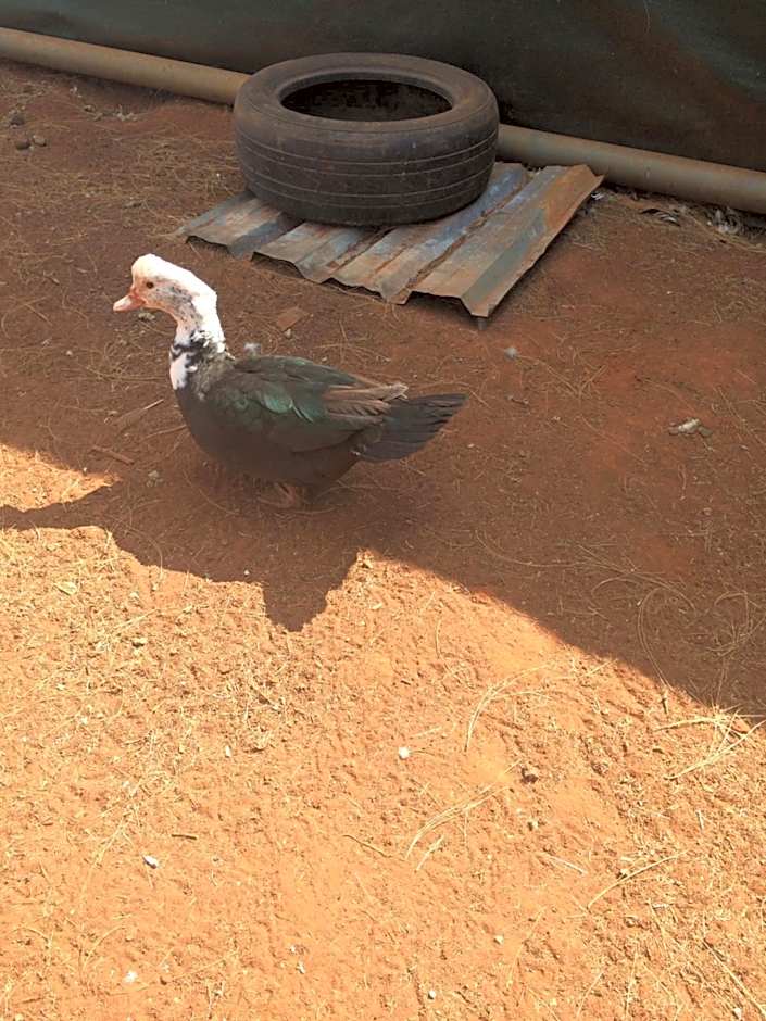 The Cradle Berry Farm