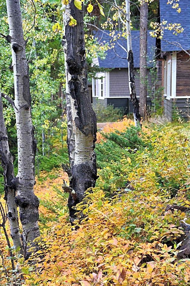 Johnston Canyon Lodge & Bungalows