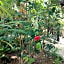 Green Tulum Cabañas & Gardens