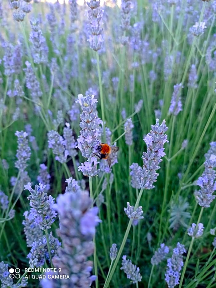 Terrae Eremis: Ristorante, Bar, B&B