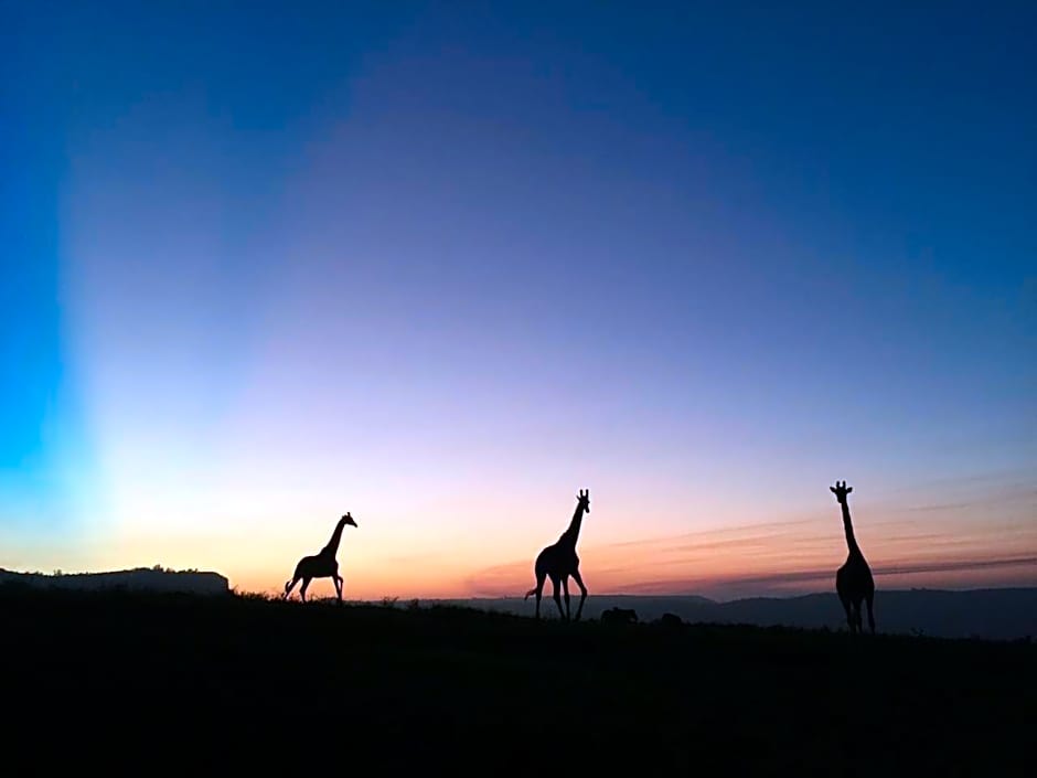 Phezulu Safari Park