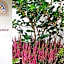 Residence Villa Maurice
