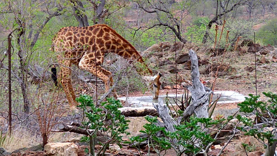 isiLimela Game Lodge