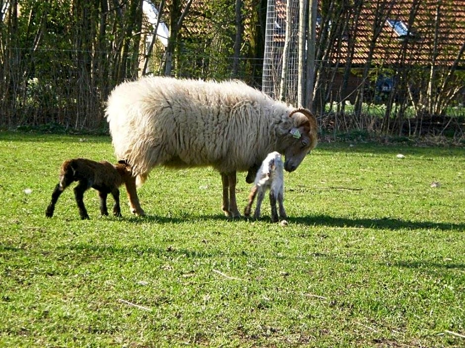 boerderijkamer Korenbloem