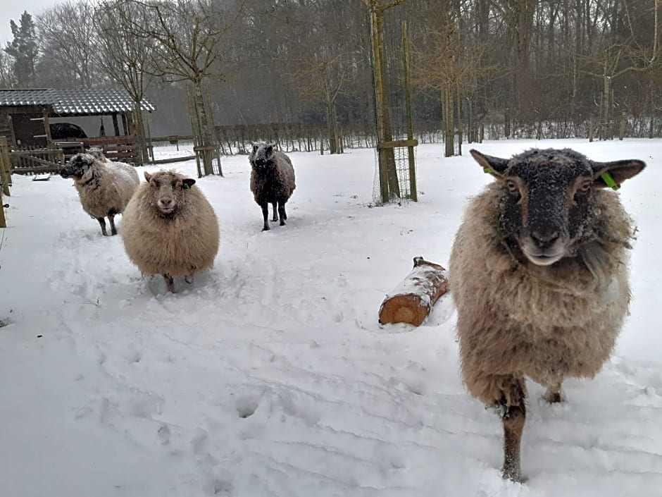 Hoeve Op Vollenhof