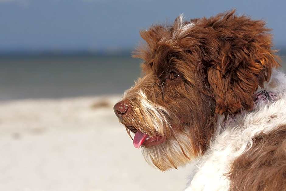 Michels Gästehaus Meerzeit