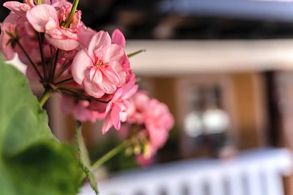 Casa Graciela Hotel Pátzcuaro