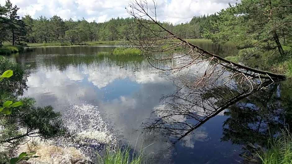 Ostoja Sosnowa Czarny Mlyn, kompleks dwóch domkow