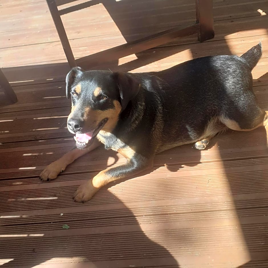 Chambre d'Hote Woody