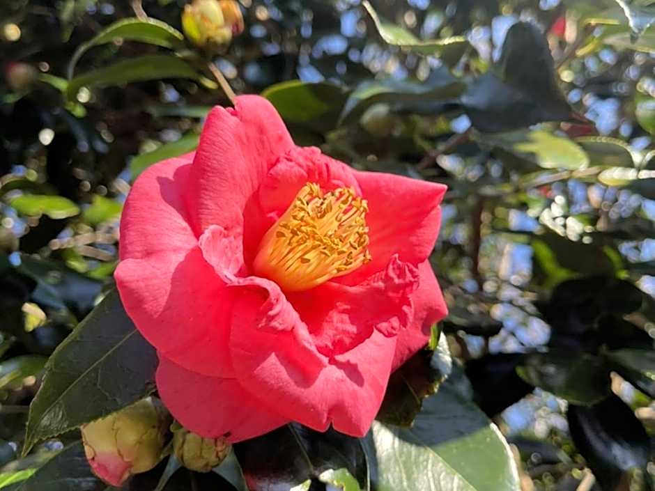 Yuraku Izu-Oshima - Vacation STAY 44725v