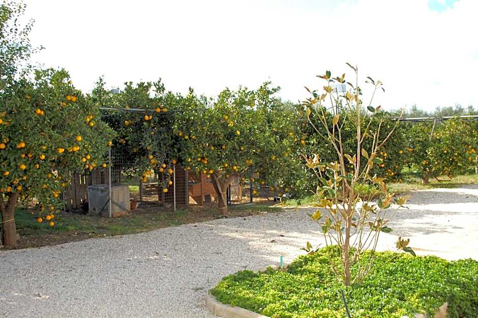 All'ombra del Carrubo - Metaponto