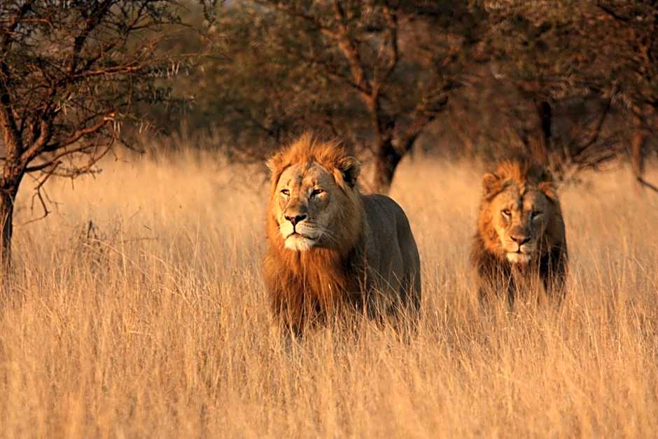 Leopard Mountain Safari Lodge