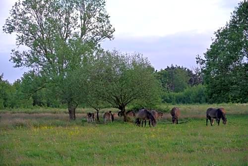 B&B, huisje, Het Kleine Genoegen