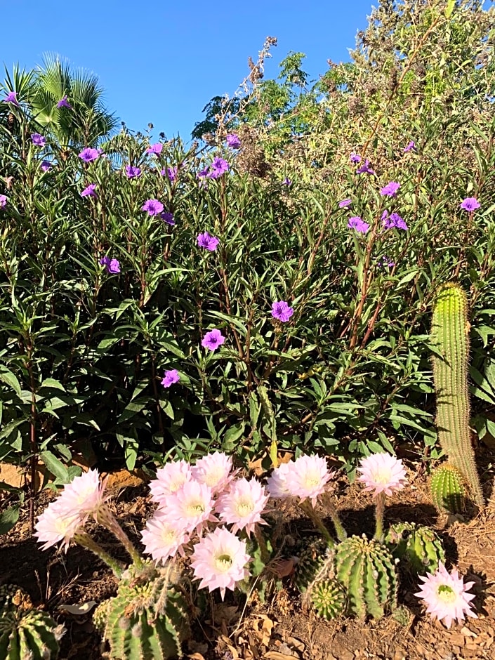 La Barranca de la Barca
