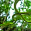 Tangkoko Ranger Homestay