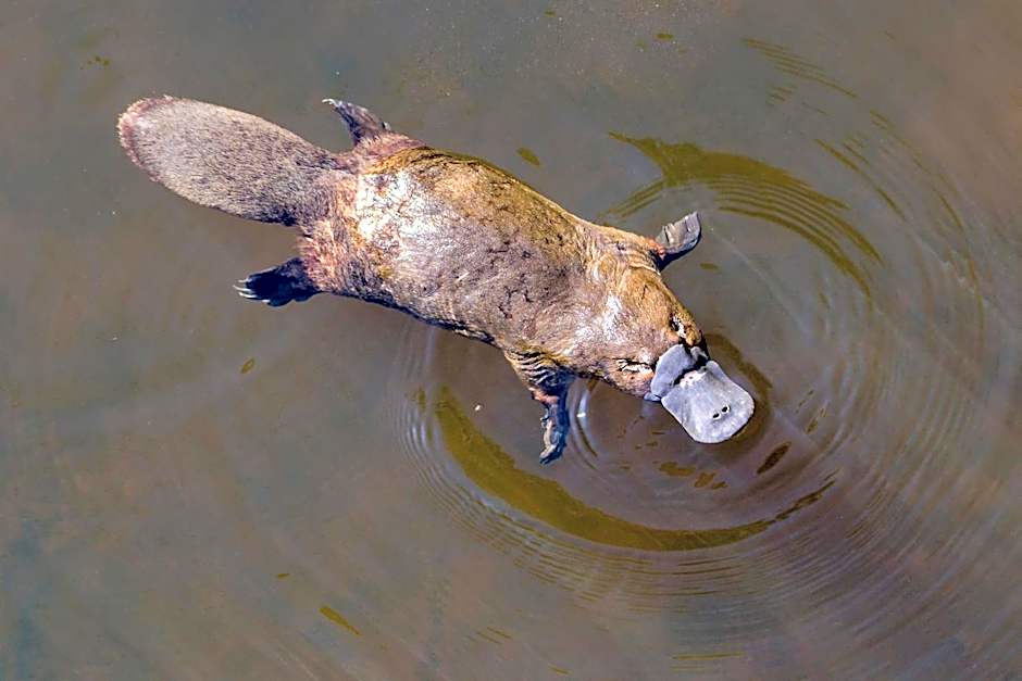 Chambers Wildlife Rainforest Lodges