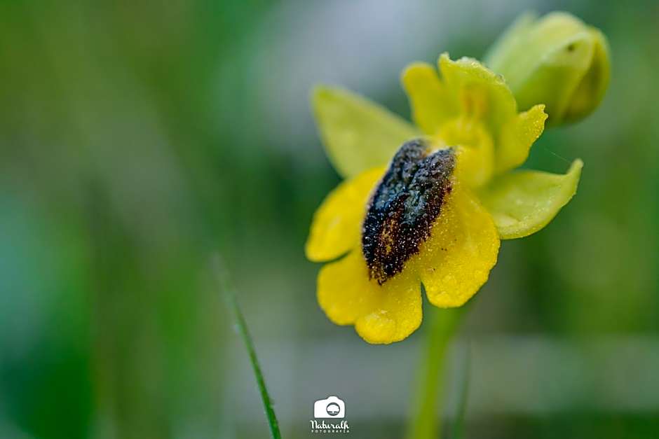 Tottam Art & Healthy Garden