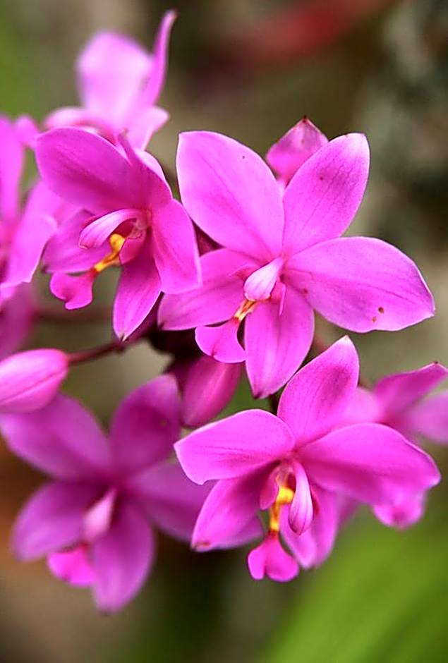 The Fiji Orchid Resort