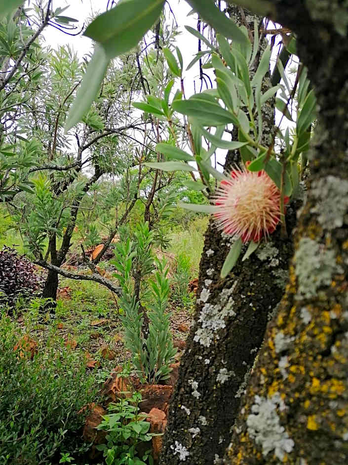 Suikerbosrant Sleep and go