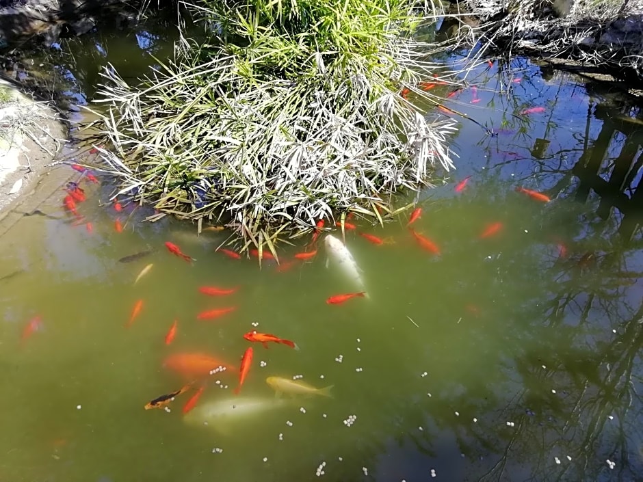 casadolcecasalatina