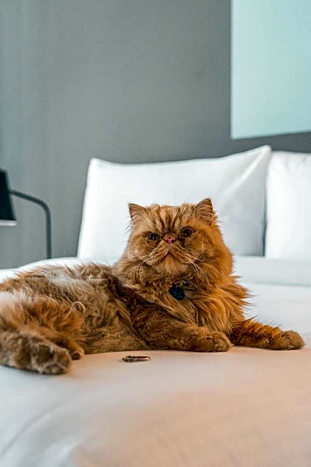 Aloft Guadalajara Sur