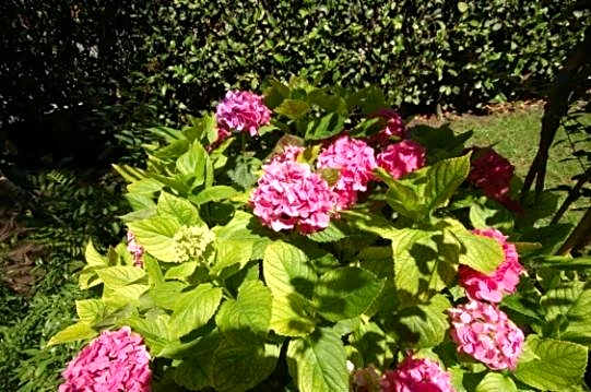 Albergo Ponte Vecchio