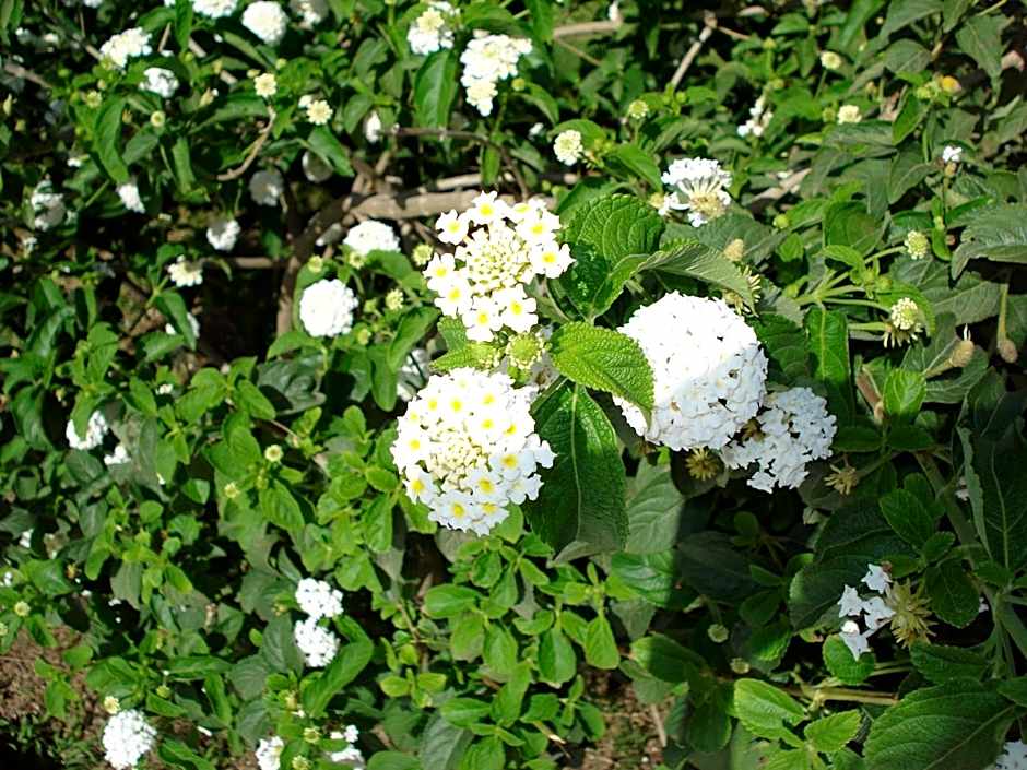 Verdemare Sardegna Uno