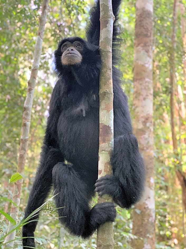 Gino's Place - Guest House & Jungle Trekking