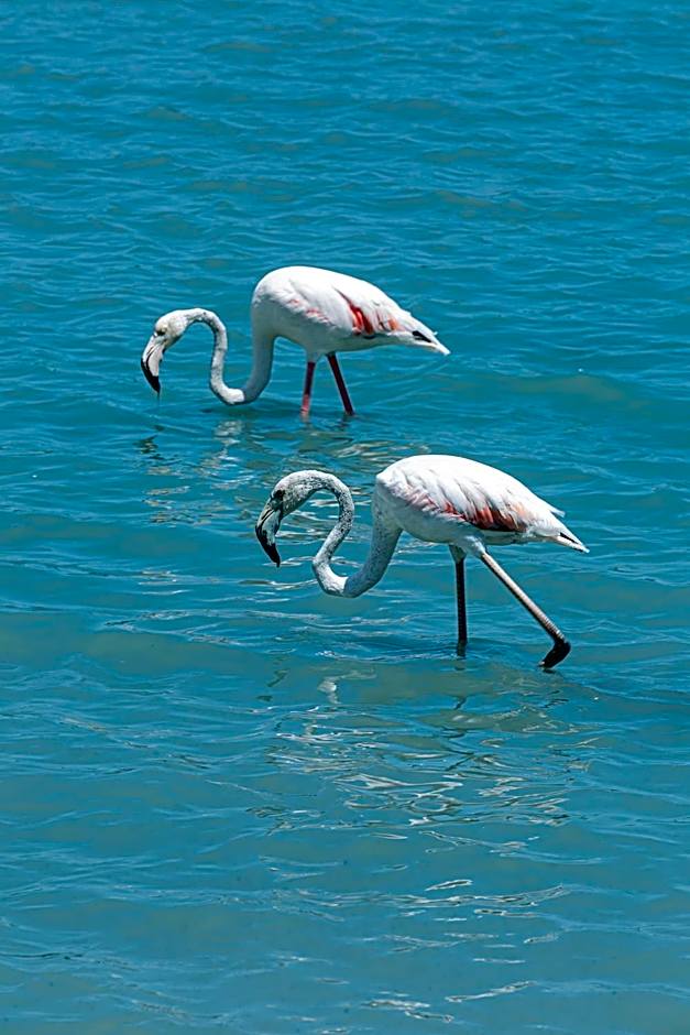 AR Roca Esmeralda & Spa Hotel