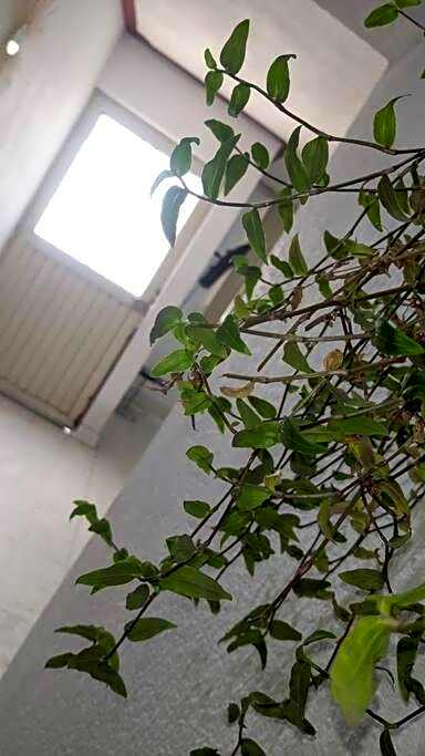 La Casa del Oso Querétaro *Cerca del Centro*