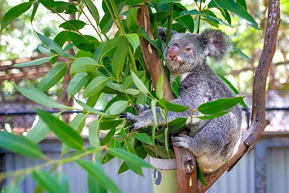Bounce Magnetic Island and Koala Park