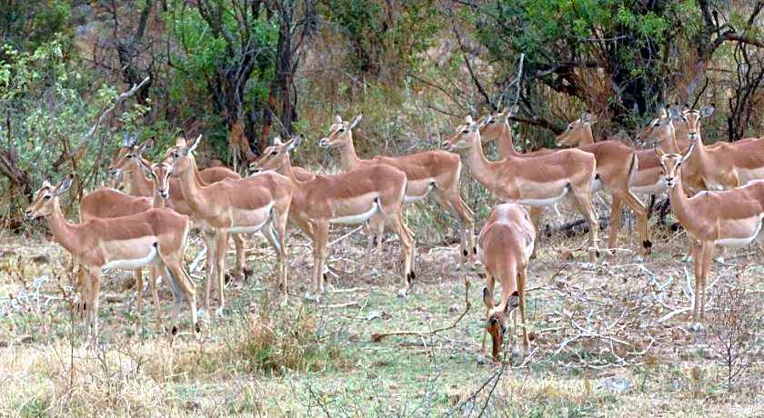Morokolo Safari Lodge