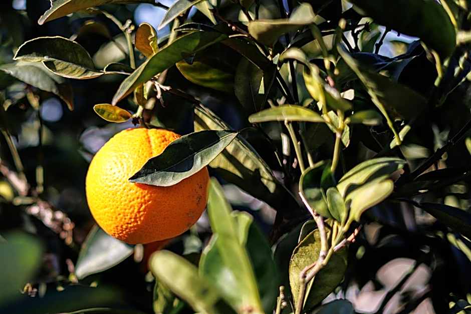 Boutique Hotel Los Limoneros