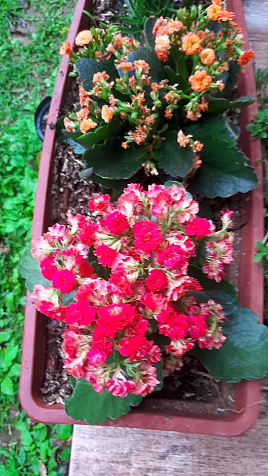 Rancho Esperança, pouso e comida a lenha