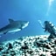Tiger shark Residence 