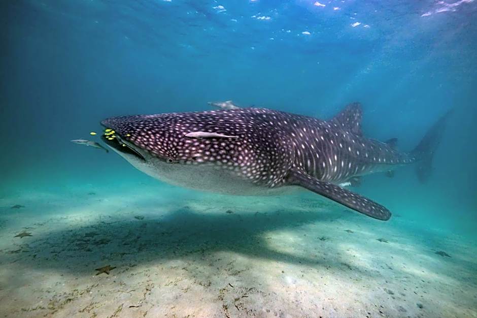 Kinazi Upepo Beach Eco Sport Resort