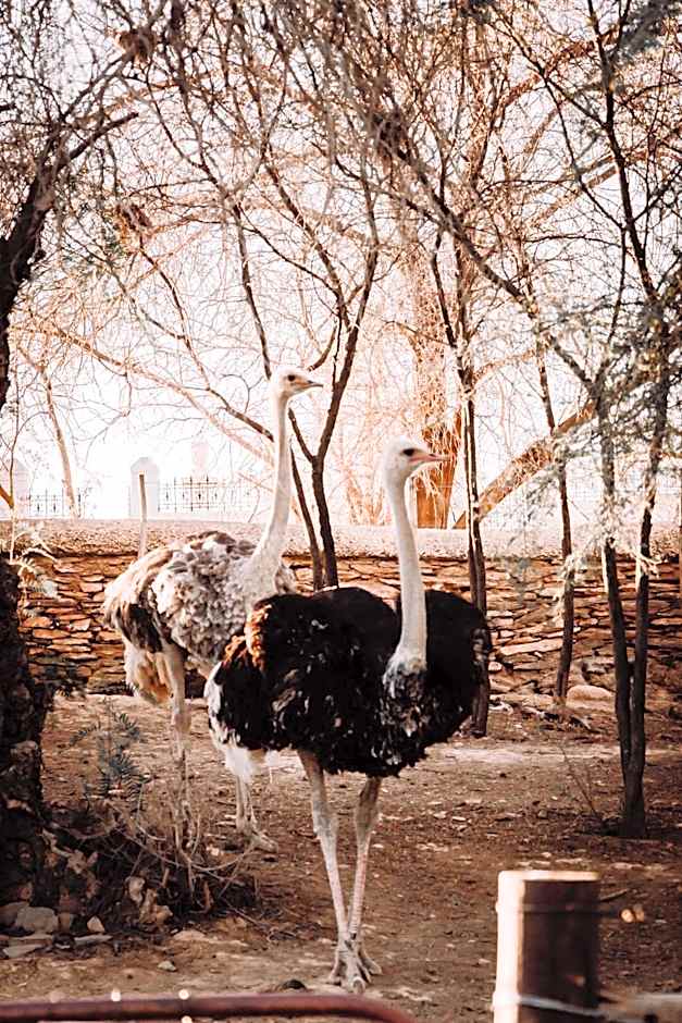 Chandelier Game Lodge