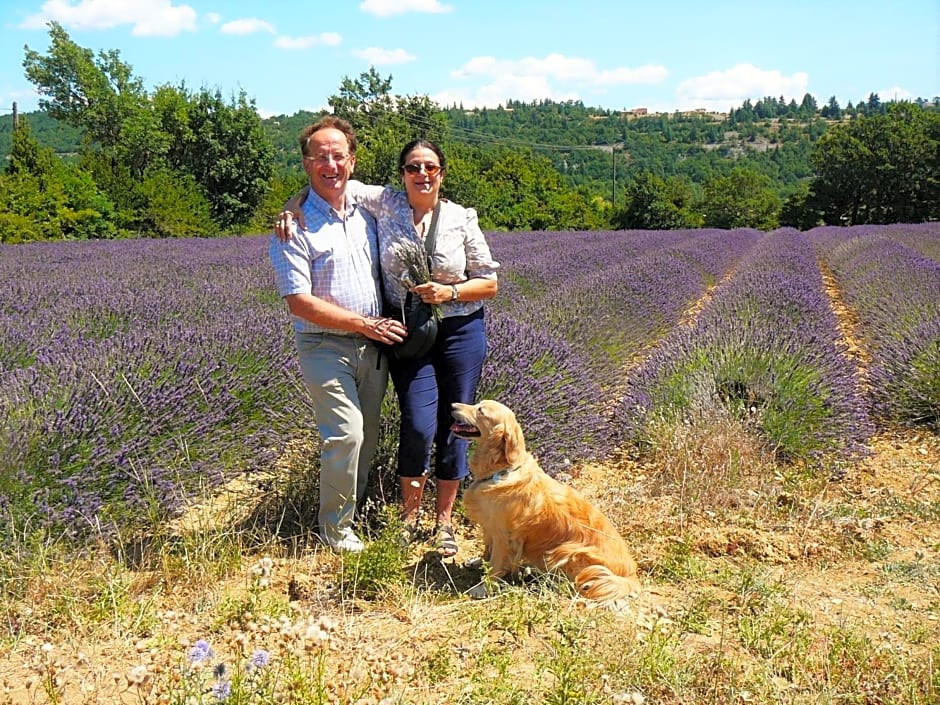 Santolines en Provence