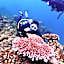 PamAnilao and Padoy's Dive Camp