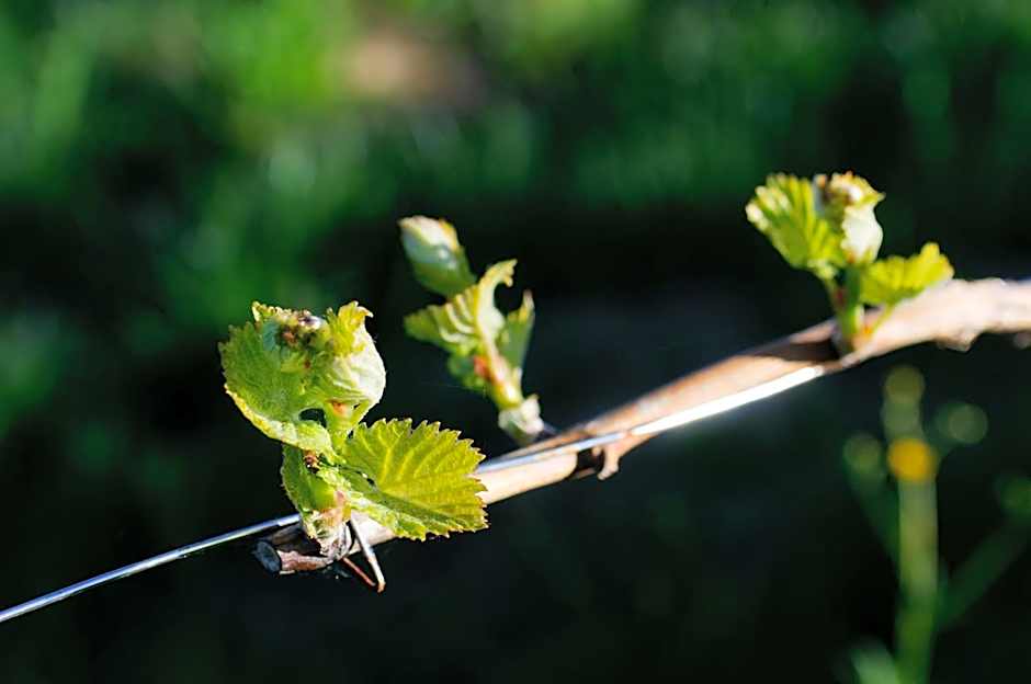 Weingut Winzerzimmer Rothschädl