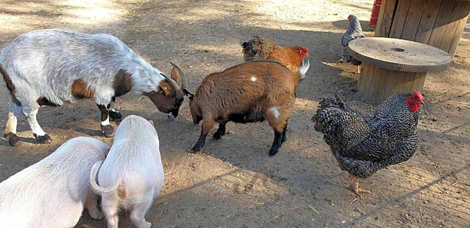 Vakantiepark de Bosrand