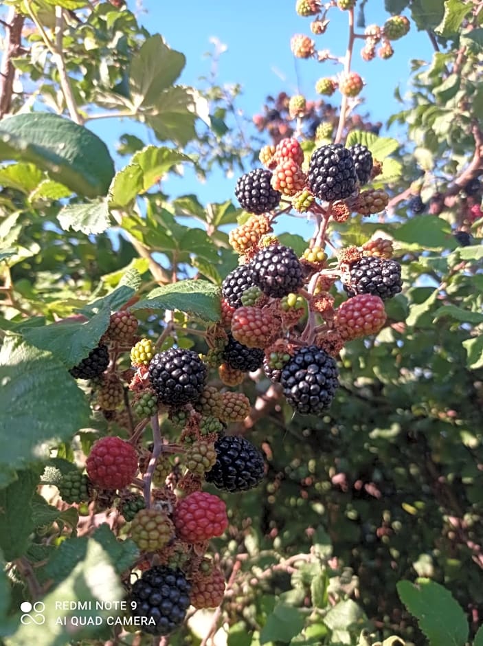 Terrae Eremis: Ristorante, Bar, B&B