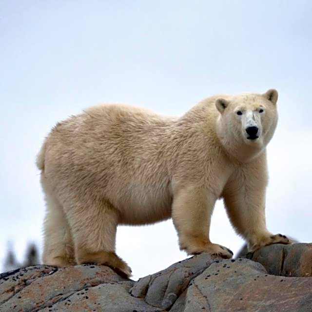 Bears Den Guest House II