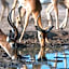 Mohlabetsi Safari Lodge