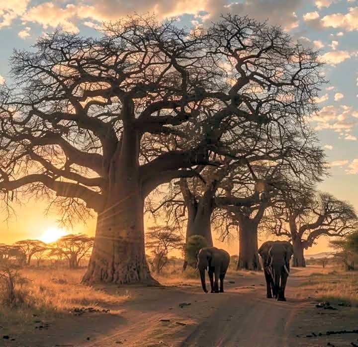 Mtende Beach Bungalow océan view & secret Beach