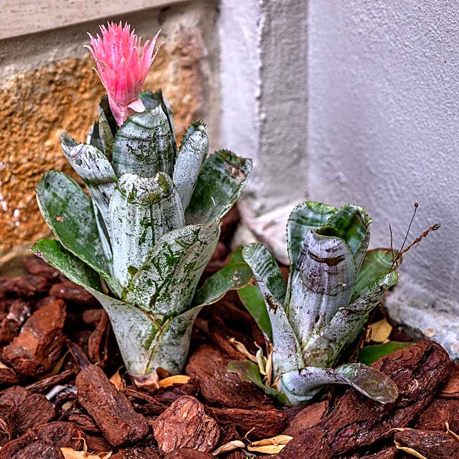 Ilheu 25 Peniche House