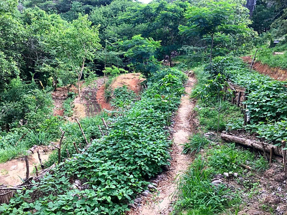 Distant Relatives Ecolodge & Backpackers